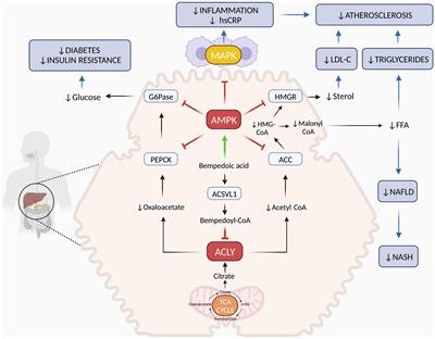 Frontiers | Mechanism Of Action And Therapeutic Use Of Bempedoic Acid ...